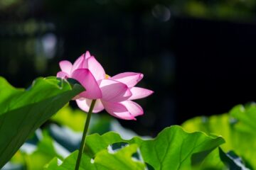 【教員】異動できず「自分は必要ない人間だ」と落ち込むあなたへvol.105